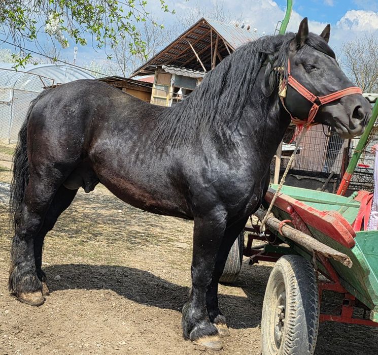 Armăsar de vânzare
