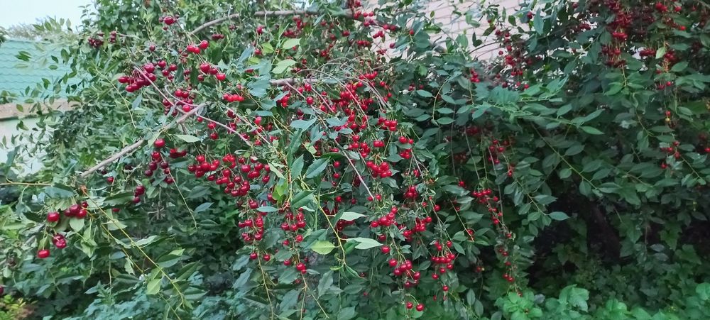 Продам дом в центре города