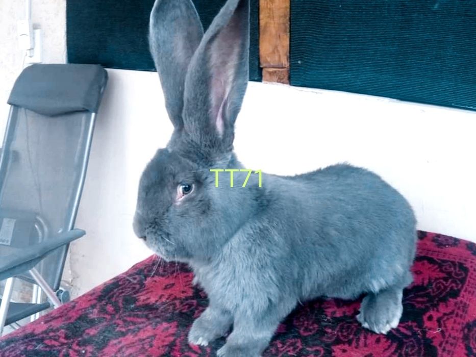 Зайци сини и черни немски гиганти,както и кочовати зайци.