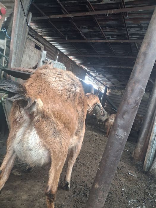 Срочно продам козу