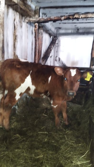 Продам теленка тёлочку 2 месяца