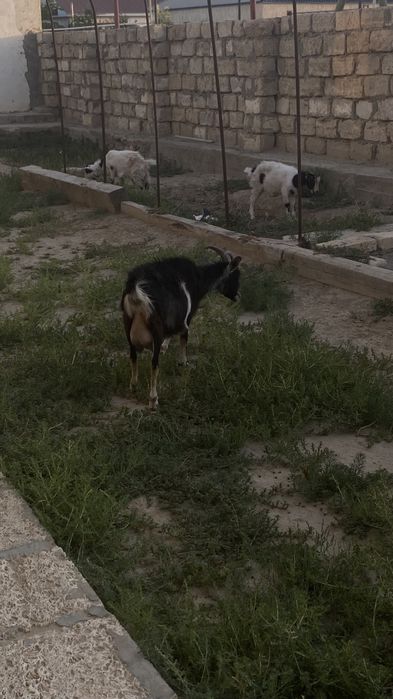 Ешкі сатылады лақтарымен бірге