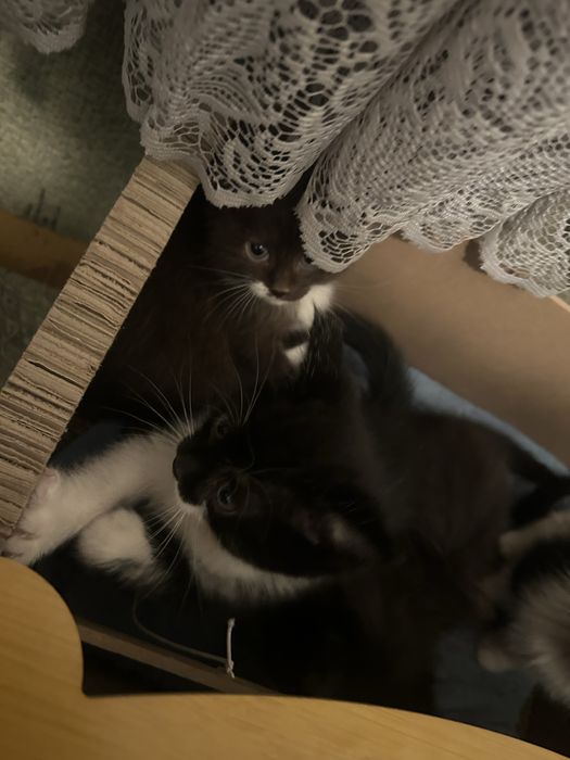 Котенки в добрые руки