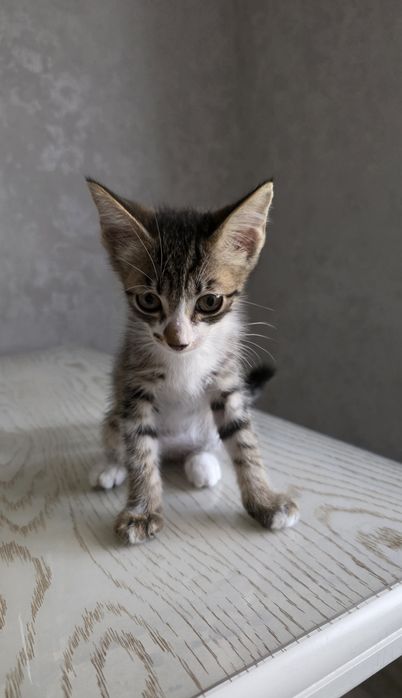 Котята бесплатно, бепул мушукчалар