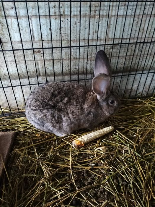 Iepuri ed vînzare.sanatosi cu diferite virste.in judetul Suceava