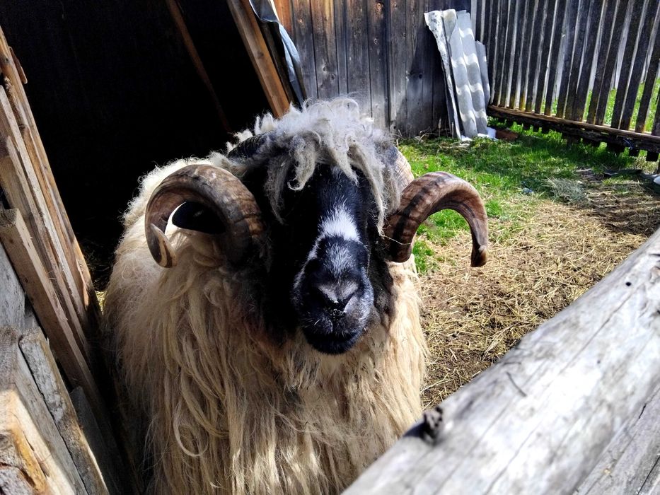 Disponibil  Berbec mior