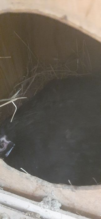 Домик для кур несушек.