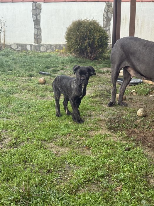 Сиви тигрови канекорсо кутрета