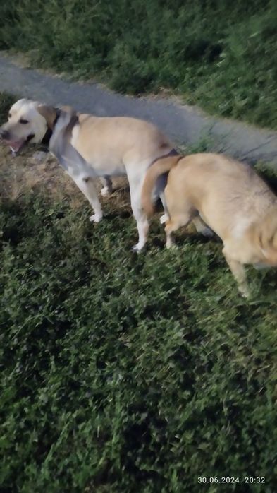 Вязка собаки породы ЛАБРАДОР - РЕТРИВЕР