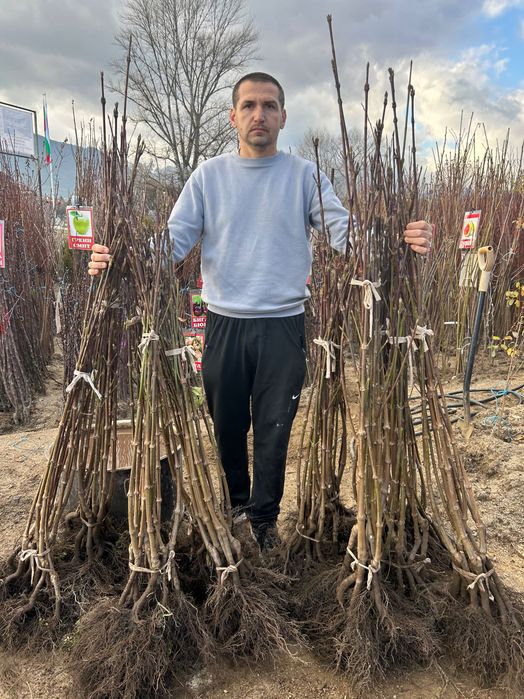 Дрян, Ядлив Кестен и орехи