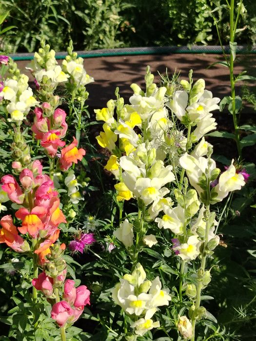 Рассада английской голубой аквилегии, матрикарии. вероники