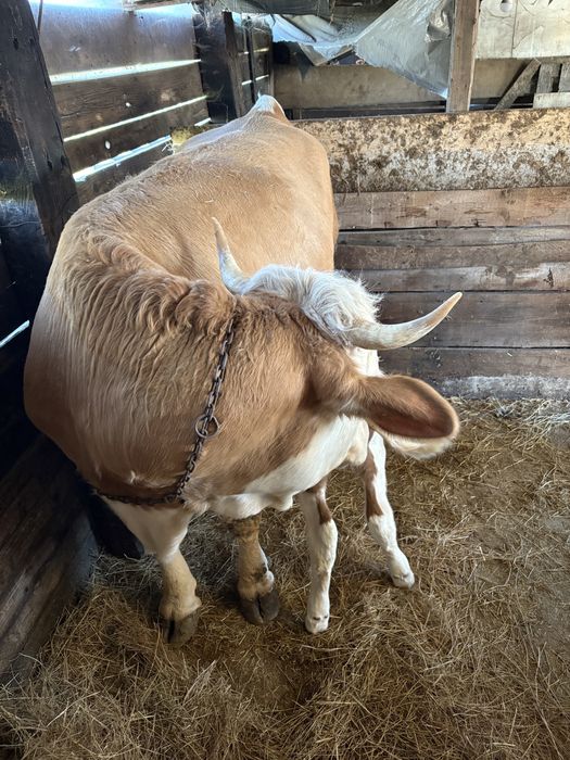 Vand vaca fatata de 2 zile cu tauras baltat