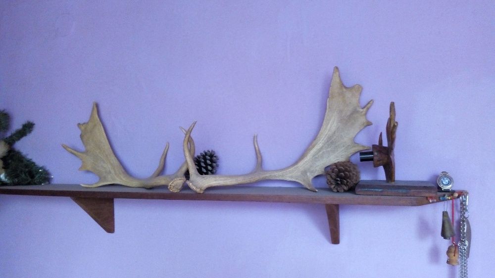 продавам трофеи от елен