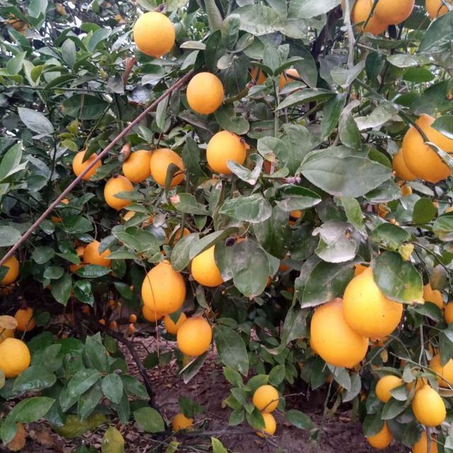 Lemon kuchatlar Mir navli