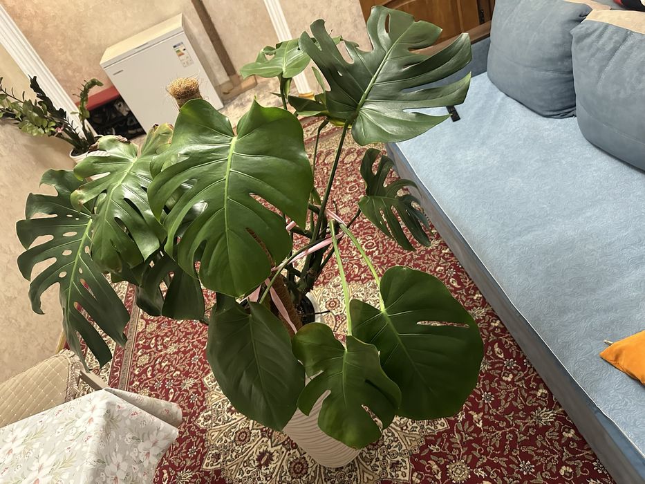 Продам большую монстеру