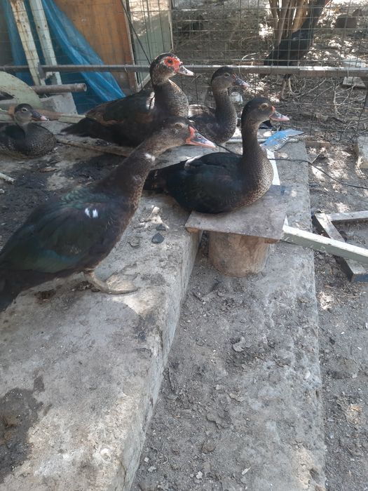 Цыплята ,чужалар ХайЛайн порода