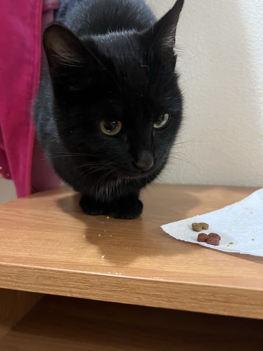 Отдам в добрые руки