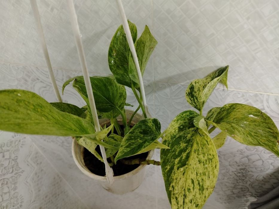 Комнатные цветы, Honaki gullar, Sotiladi