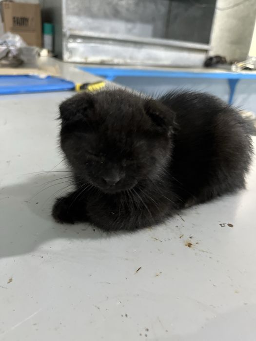 Шотланская  кошка