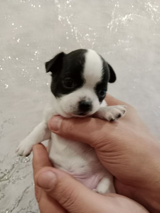 Щенки Чихуахуа-открыта бронь.