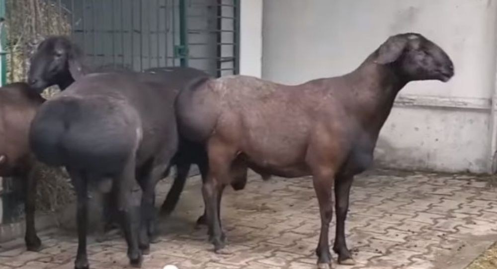 Семіз қаншық