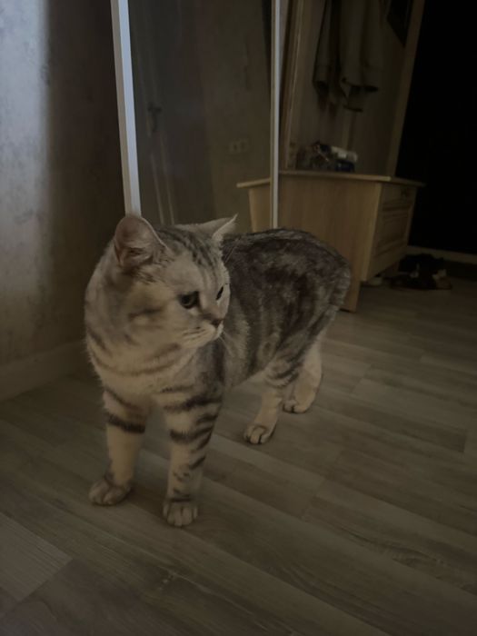 кошку британская короткошорская