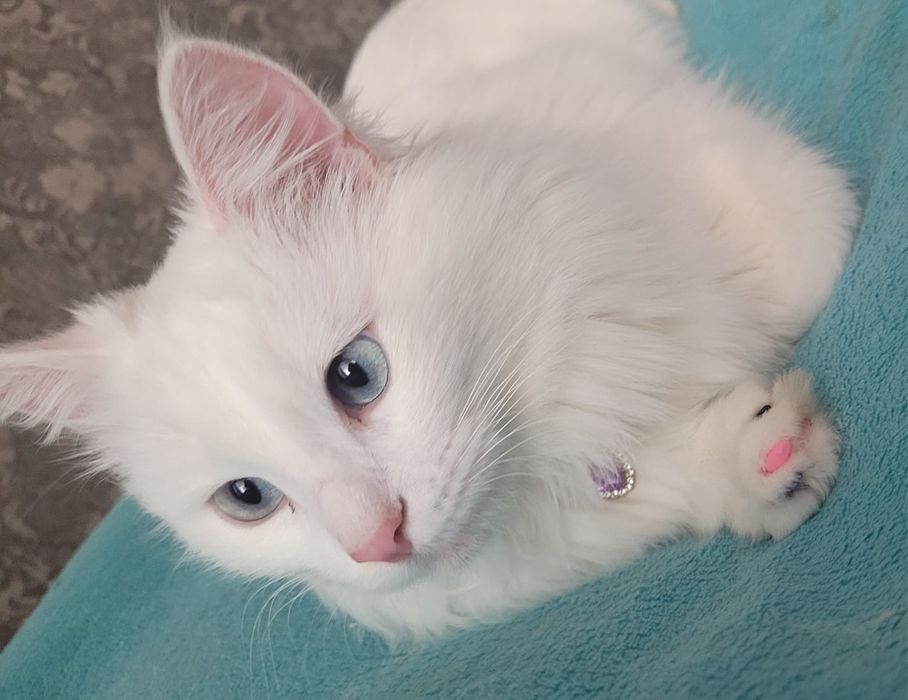 Вязка Кот Турецкого Ангора