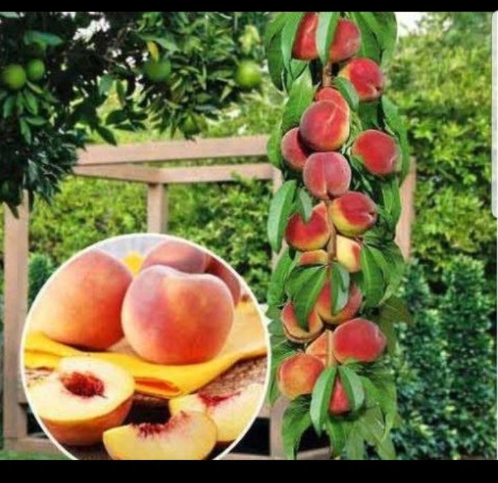 Pomi columnari fructiferi