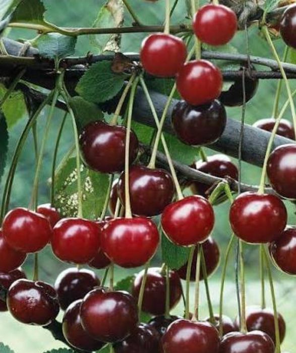 Вишня сочная свежая