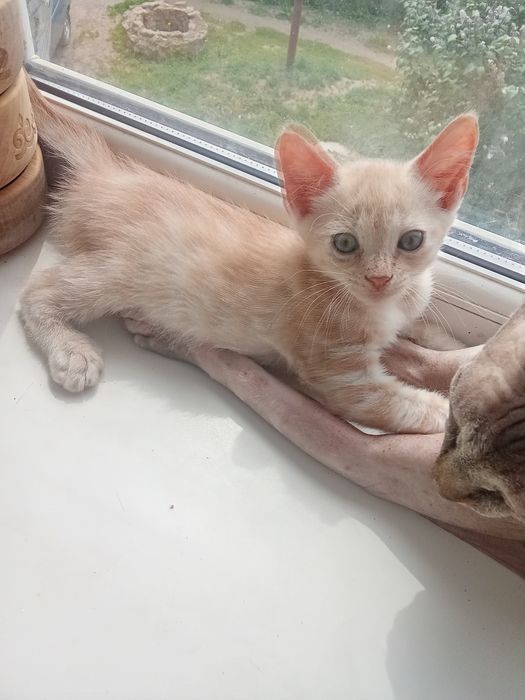 Отдам котенка бесплатно