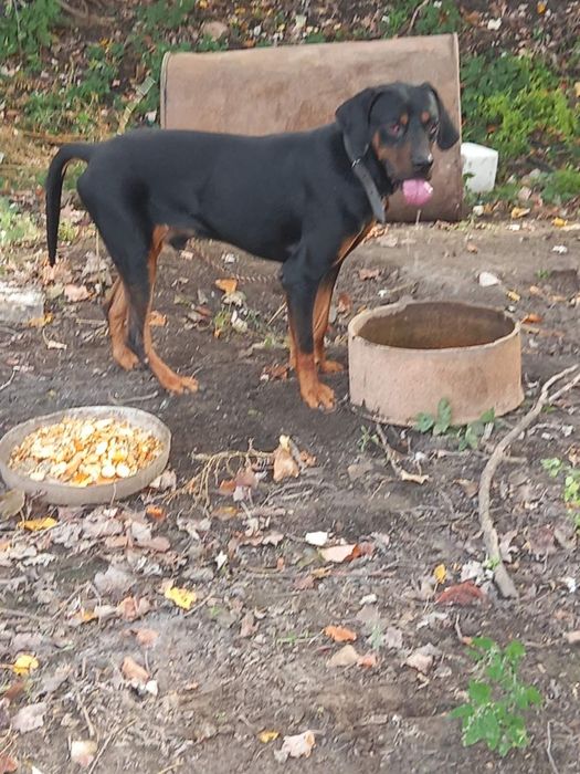 Продавам две мъжки гончета