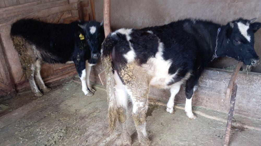 Ёәііңғүұққөөйукн