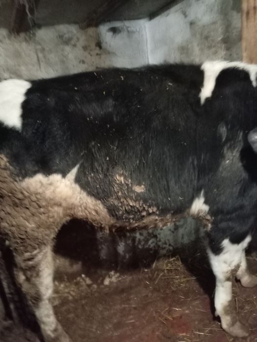 Продам быка на мясо