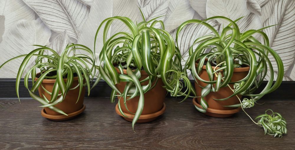 Продам комнатные цветы.