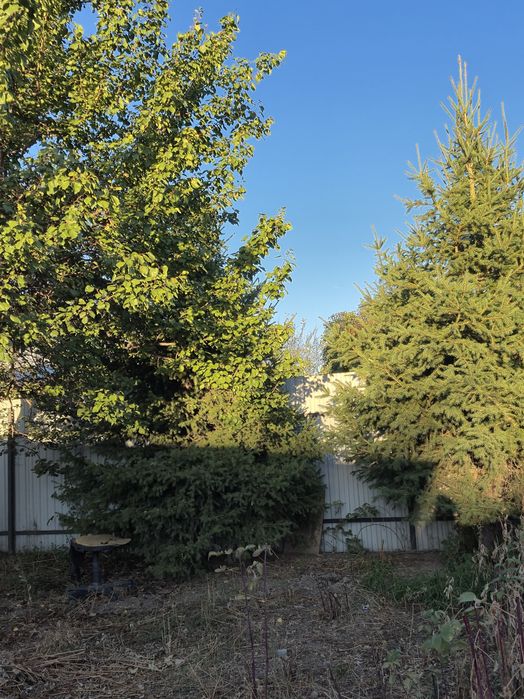 Ёлка домашние в огороде