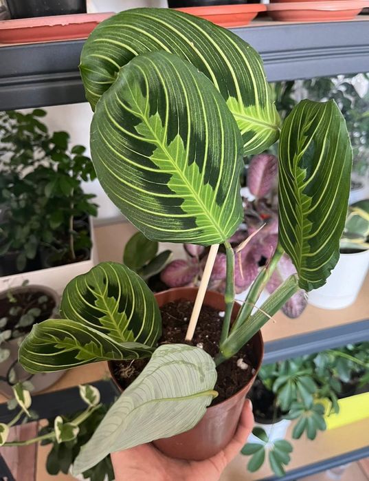 Комнатные растения