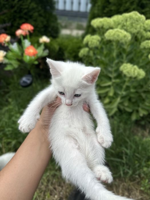 Продам котят 2 мальчика 1 девочка