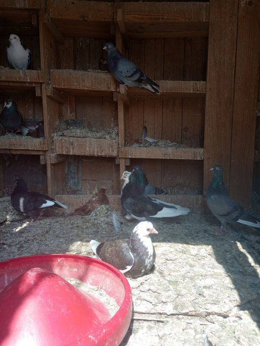 Porumbei de vânzare