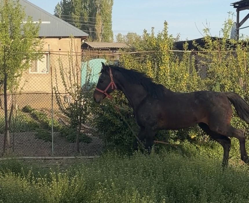 Аигыр 7. Жасар. Сатам