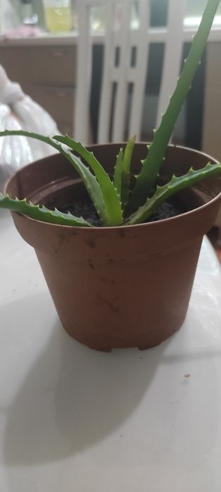 Цветок алоэ, лечебный