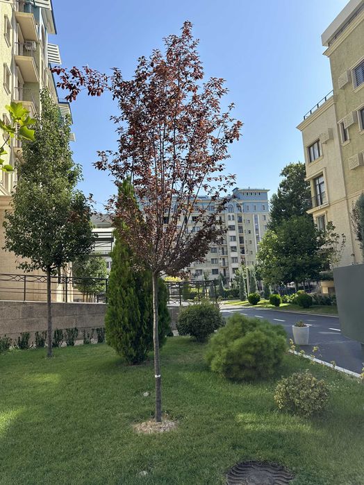 Своя ЖК Yangi Darhon на Новомосковской 2х ярусная квартира.