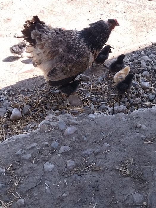 Квочка сцыплятами.