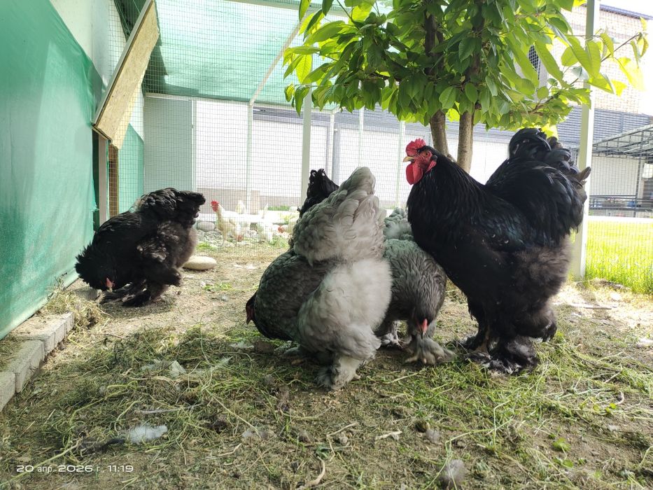 Яйца Брама тухум для инкубации