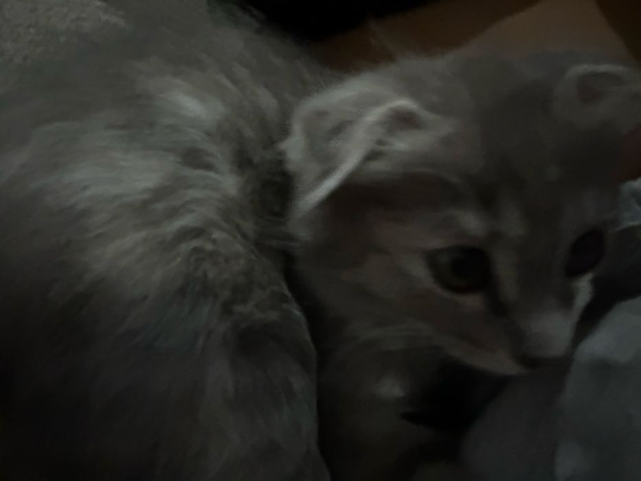 Котенок девочка вислоухая в добрые руки