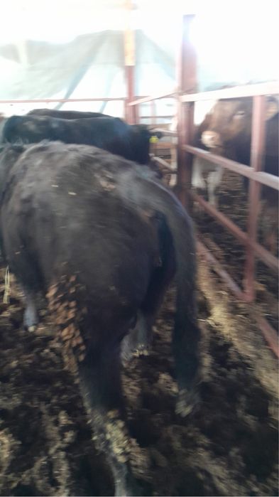 Vitei belgieni si angus