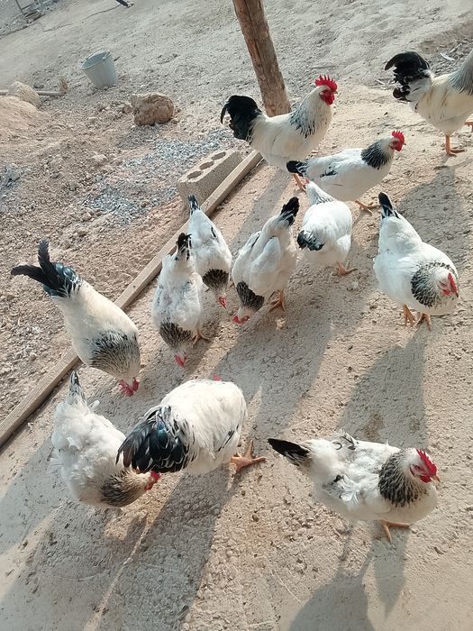 Қораз сатылады .