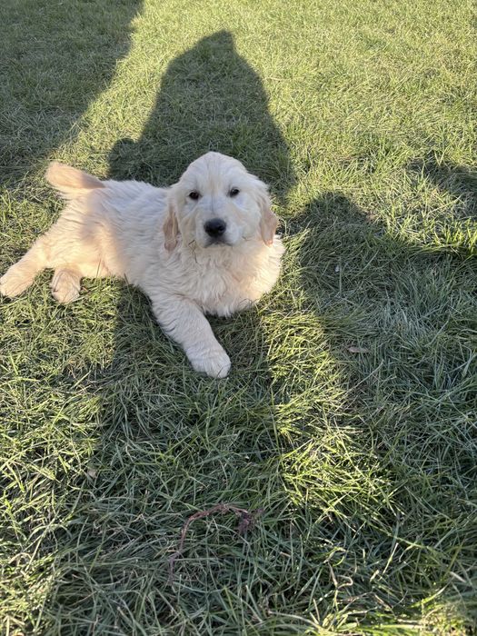 Голдън  Ретривър кученца