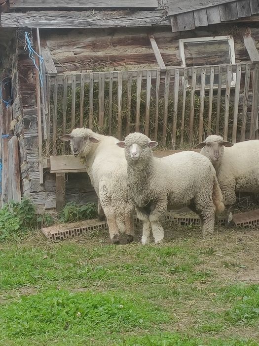 Vînd zece bucăti oi tigăi
