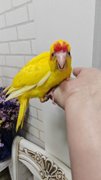 Продаётся птенец попугая Какарика