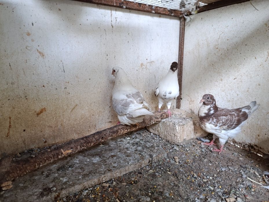 Голуби кинги 1+1 и малыш всех отдам оптом